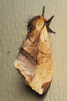 Giant Silk Worm Moth, Molippa simillima (Saturniidae: Hemileucinae)