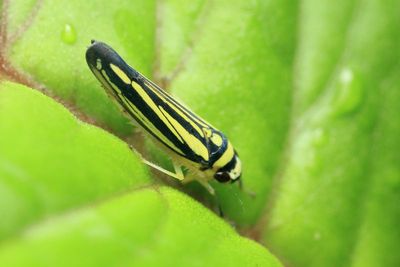 Leafhopper (Cicadellidae: Cicadellinae)