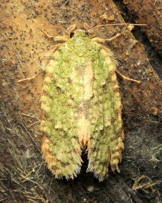 Tiquadra sp. (Tineidae: Hapsiferinae)