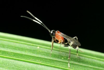 Ichneumon (Ichneumonoidea)
