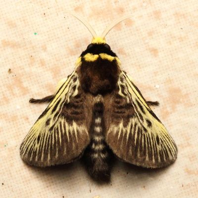 Flannel Moth, Megalopyge albicollis (Megalopygidae)