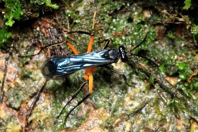 Spider Wasp (Pompilidae)