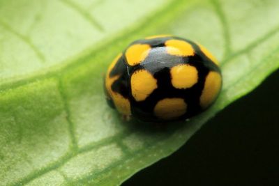 Lady Beetle (Coccinellidae: Scymninae: Brachiacanthini)