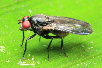 Lauxaniid Fly, Griphoneura sp. (Lauxaniidae)
