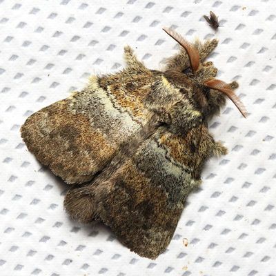 Lappet Moth, Euglyphis sp. (Lasiocampidae: Poecilocampinae)