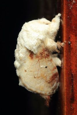 Tolype Moth, Tolype fasciatus (Lasiocampidae: Poecilocampinae)