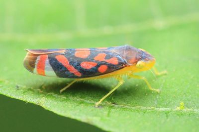 Leafhopper, Ladoffa sp. (Cicadellidae: Cicadellinae)