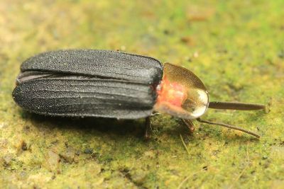 Bizarre Firefly (Lampyridae: Lampyrinae)