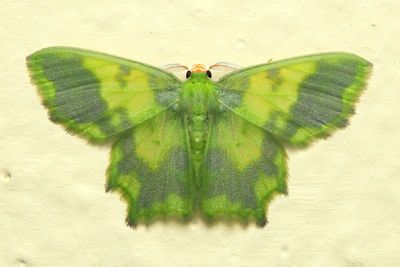 Emerald, Cathydata batina (Geometridae: Geometrinae)