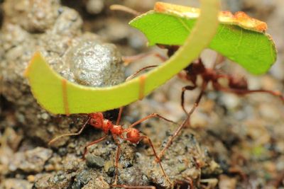 Leaf-cutter Ant, Atta sp. (Formicidae: Myrmicinae)