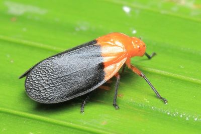 Hemiptera of Sumaco, Ecuador
