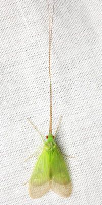 Caddisfly, Leptonema sp. (Hydropsychidae: Macronematinae)