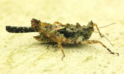Grouse Locust (Tetrigidae: Metrodorinae)
