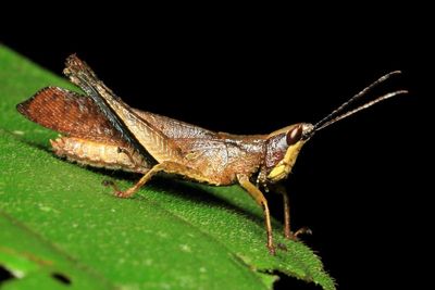 Lubber Grasshopper, Maculiparia sp. (Romaleidae)