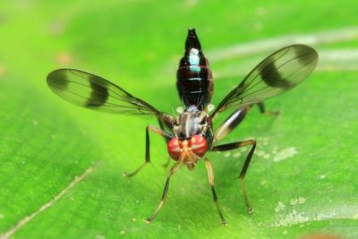 Richardiid Fly, Richardia sp. (Richardiidae)