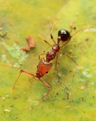 Micro Trap-jaw Ant, Acanthognathus sp. (Formicidae: Myrmicinae)