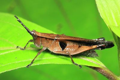 Grasshopper, Xiphiola cyanoptera (Acrididae: Ommatolampidinae)
