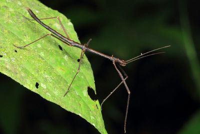 Stick Insect, Paraceroys sp. (Heteronemiidae)