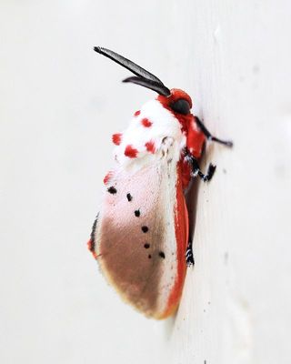 Flannel Moth, Trosia semirufa (Megalopygidae: Trosiinae)