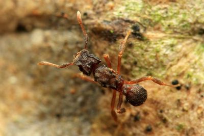 Cyphomyrmex sp. (Formicidae: Myrmicinae)