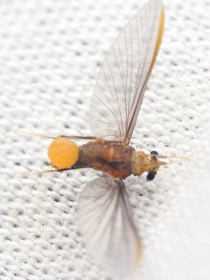 Small Squaregill Mayfly (Caenidae)