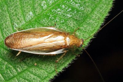Wood Roach, Nahublattella sp. (Ectobiidae: Pseudophyllodrominae)