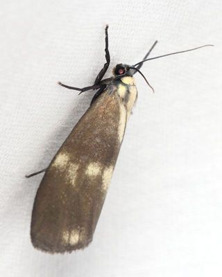 False Burnet Moth, Urodus sp. (Urodidae)