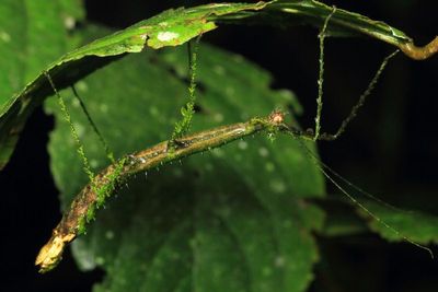 Stick Insect, Spinopeplus sp. (Diapheromeridae)
