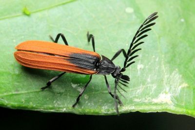 Net-winged Beetle (Lycidae)