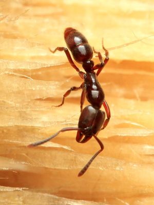 Ant (Formicidae: Ponerinae)