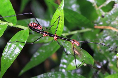 Stick Insect, Oreophoetes topoense (Diapheromeridae)