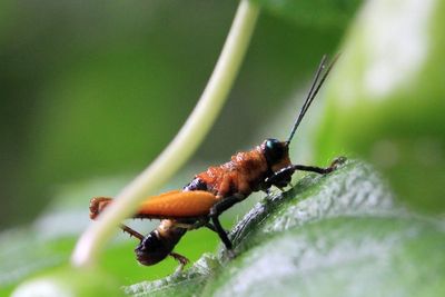 Grasshopper, Paropaon laevifrons (Acrididae: Rhytidochrotinae)