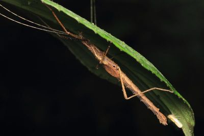 Flying Stick (Pseudophasmatidae)