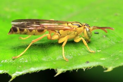 Paper Wasp (Vespidae: Polistinae)