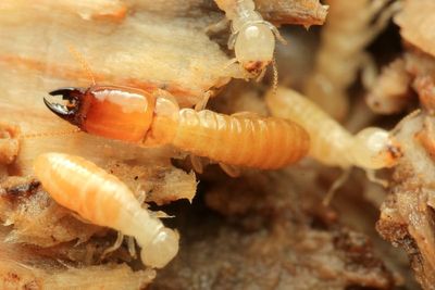 Termites, Glyptotermes sp. (Kalotermitidae)