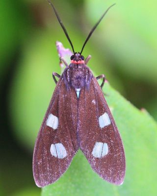 Tiger Moth, Delphyre tetilla (Erebidae: Arctiinae)