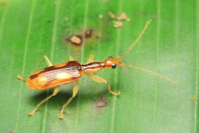 Coleoptera of Sumaco, Ecuador