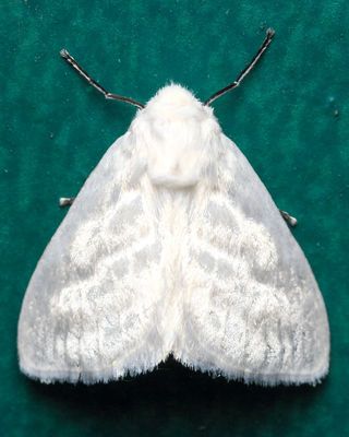 Caviria sp. (Erebidae: Lymantriinae)