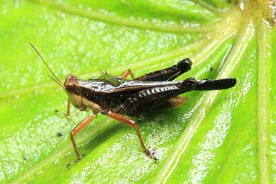 Grouse Locust, Scaria sp. (Tetrigidae: Batrachideinae)