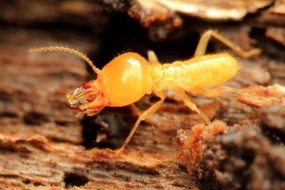 Termite (Termitidae: Syntermitinae)