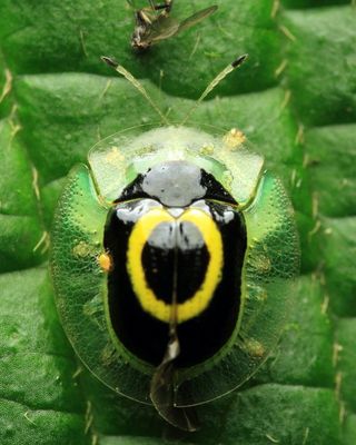 Tortoise Beetle, Plagiometriona phoebe (Chrysomelidae: Cassidinae)