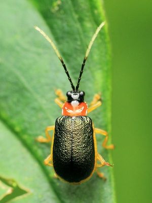 Leaf Beetle, Paratriarius sp. (Chrysomelidae: Galerucinae)