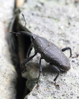 Weevil, Cactophagus sp. (Curculionidae: Dryophthorinae)