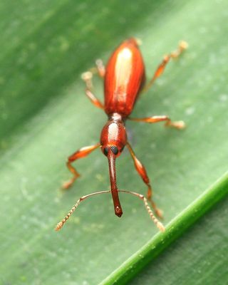 Weevil (Curculionidae: Erodiscini)