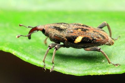 Weevil (Curculionidae: Dryophthorinae)