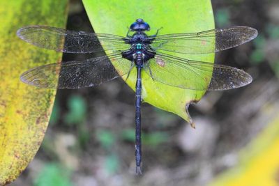 Duskhawker, Gynacantha membranalis (Aeshnidae)