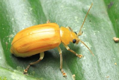 Leaf Beetle, Exora encaustica (Chrysomelidae: Galerucinae)