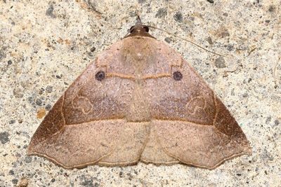 Litter Moth (Erebidae: Herminiinae)