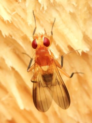Druid Fly, Sobarocephala sp. (Clusiidae)