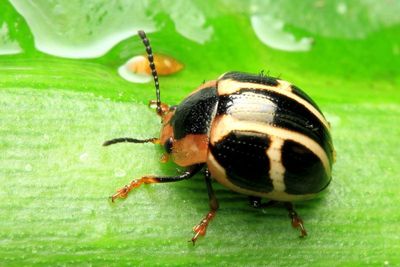 Leaf Beetle, Platyphora cf. (Chrysomelidae: Chrysomelinae)